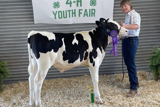 Grand Champion Feeder Calf