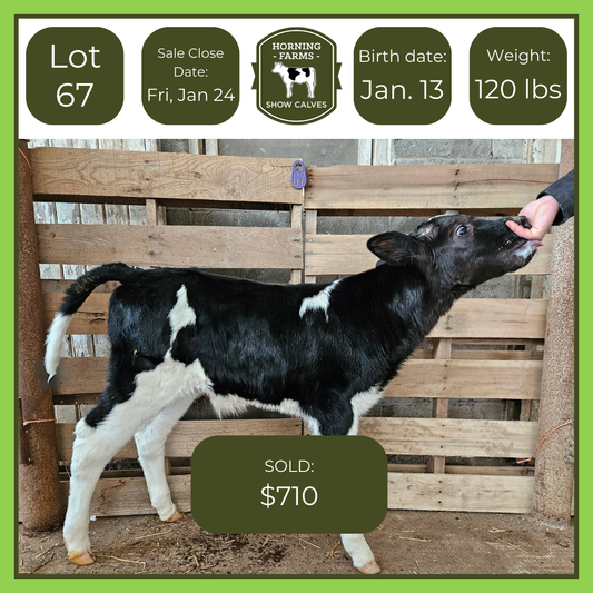 Lot 067