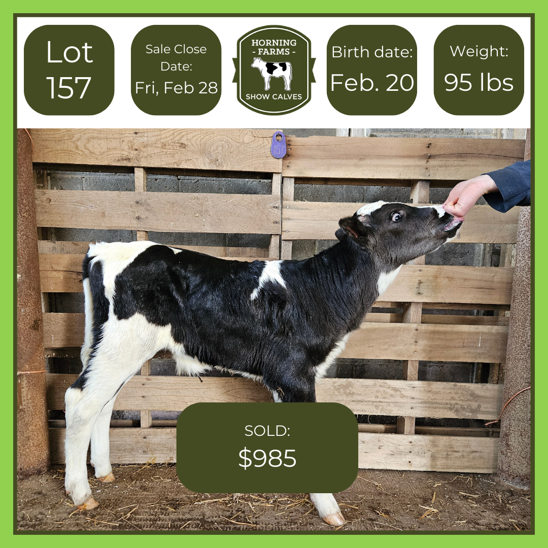 Lot 157